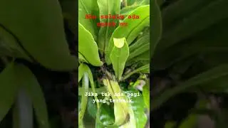 tanaman hias kadaka#youtubeshort#shorts#viral# pakis kadaka