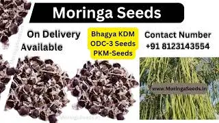 📲 𝟴𝟭𝟮𝟯𝟭𝟰𝟯𝟱𝟱𝟰 &bull; Bhagya KDM || &bull; ODC -3 || &bull; PKM-1 || Seeds Available Cash On Delivery All Over india