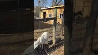 Built a new cattle panel fence for the goats pen!! #fypシ #goats #farm