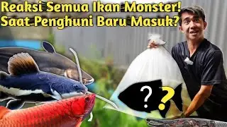 TAMBAH KOLEKSI! UNBOXING IKAN PACU ALBINO PENGHUNI BARU KOLAM