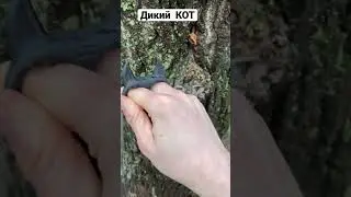 Дикий кот кастет брелок