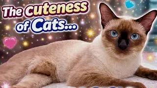 The Cuteness of Cats&hellip; This One Moment Is Pure Magic! 😻✨🐾