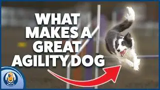 Dog Agility Foundations: Train World Champion Skills Right In Your Living Room! #311 #podcast