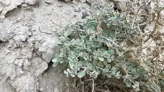 A Desert Shrub's Extraordinary Adaptation to Extreme Heat