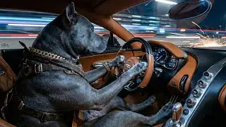 👑 The RICHEST Dog in the World: Bugatti, Gold & Penthouse Routine! 💸🏎️