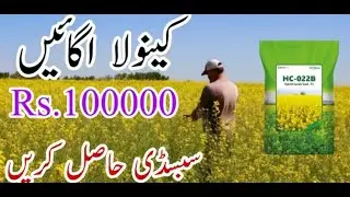 subsidy canola||canola ke kasht in pakistan||agricuture information saraiki