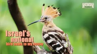 #Israel's National bird came to my house #Eurasian hoopoe #yogyframes