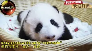 Baby panda woke up by 