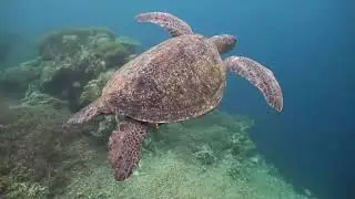 Behold the Turtle