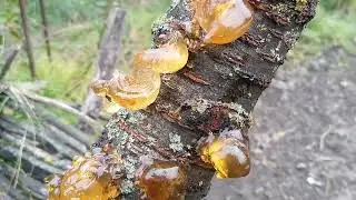 Beauty of amber. #bright #garden #nature
