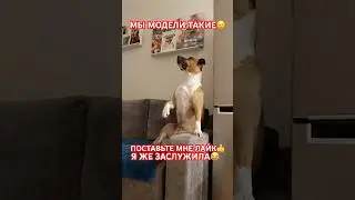 КАК ВАМ МОДЕЛЬ❤️ #dog #dogs #shorts #short #funny #viral #new #viralshorts #shortsvideo #humor