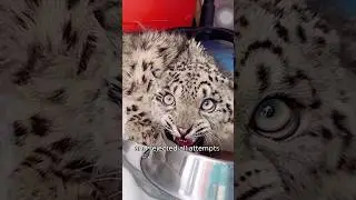 The young snow leopard pleaded to be taken away by the humans#shorts #animal #snowleopard #cute