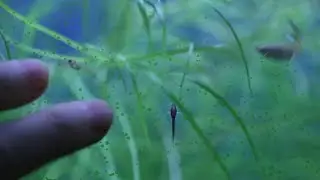 Mejorando la raza del Guppy. (Etapa Acu 320L Parte 4)