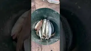 Scarborough fishing