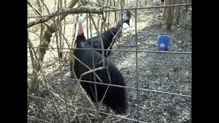 Double Wattled Cassowary pair
