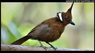 Suara Kicau Burung CILILIN Untuk Masteran dan Pancingan
