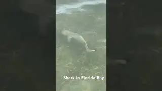 SHARK in knee deep water Florida Bay #shark #florida #sharks #wildlife #species #keylargo