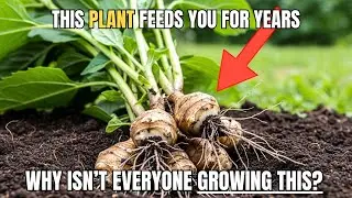 6 TOP Crops to Grow at Home to Save You From STARVING