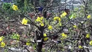 Yellow apricot blossom