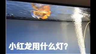 #86 小红龙用什么灯？