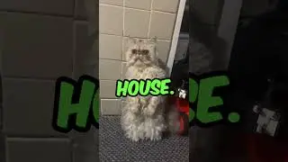 Cat Takes Over: The Boss of the House Revealed!