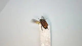 Flying Tiny Flower Beetle - Taeniodera monacha