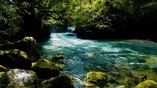 🌿 Forest River Flow | Calm Water Sounds in the Woods