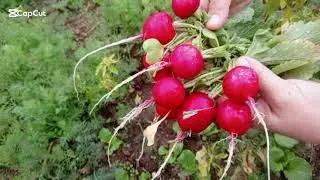 🐞🍃Hobi BAH&Ccedil;EMDEMDE 🏡 TURP HASADI🍃🐞@SofradaBuluşalım.38