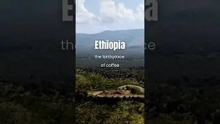 Discover Ethiopia Coffee &mdash; Where the Story of Coffee Begins #coffee #ethiopia #ethiopiacoffee