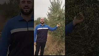 Oliveraie Algeria Agri Foods Processing Industries