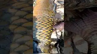 😍 Big Mirgal Fish #fishing #viral #shorts #modernfishing #trapfishing #traditionalfishing