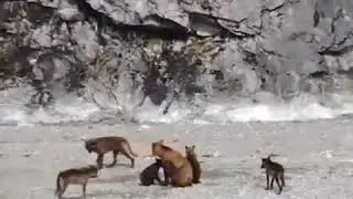 Bear protects cubs from a pack of wolves