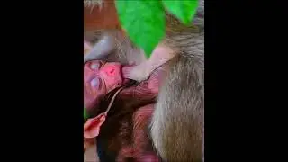 Comely baby monkey very active mouth drink milk