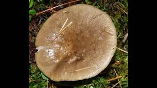 Russula consobrina