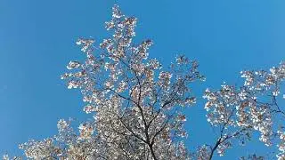 Amelanchier blooming May 25 morning