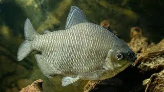Veggie Day #3: Distichodus affinis