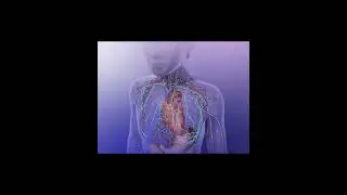 Spleen Channel
