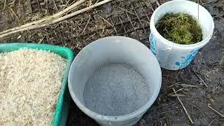 ПОДСТИЛКА ТРИ ОПИЛКИ, НО ТАЧКА НАВОЗА🤔МЕШАНКА КУРАМ И ЗОЛА В КУРЯТНИК💥