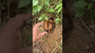 wild marmot digging a hole #animals #nest #wildlife #naturesvoice #beutybirds #cute #monkey #nature