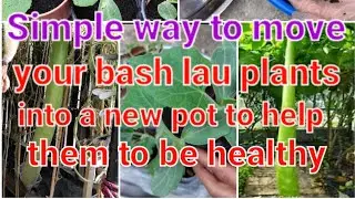 Simple way to move your bash lau plants into a new pot to help them to be healthy.