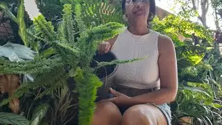 Linda esa prantas não tenho como não mostrar 