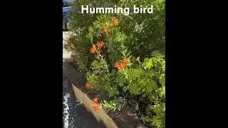 Greetings from hummingbird #nature #birds #goodmorning