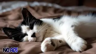12 Hours Of Peaceful Music for Cats 🐈 💖 Stress Relief & Deep Relaxation No Ads 🐾 Cat TV