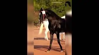 Marwari horse status
