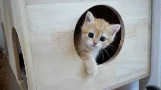 Peeking at a kitten playing hidden in the cat tower is so cute...