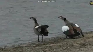Egyptian goose territorial fights