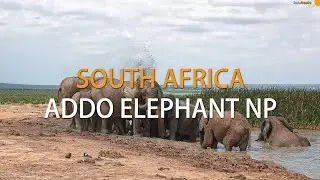 Addo Elephant National Park, Self drive | South Africa