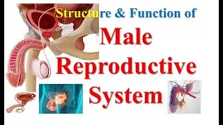 Structure and function of Male Reproductive System #malereproductivesystem #medical #pharmacy #notes