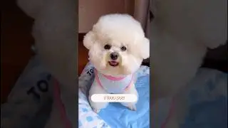 Ты меня любишь? 🥰🐶 #собака #собачьишорты #домашниеживотные #щенок #милый #милаясобака
