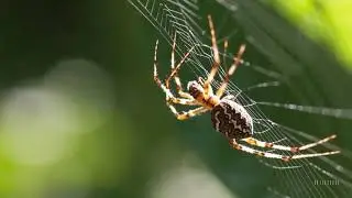 Spiders Uncovered: Nature&rsquo;s Architects and Pest Controllers